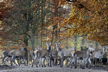 Deer