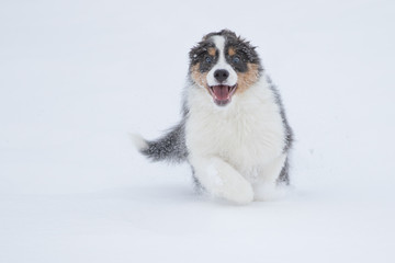 Border Collie Welpe beim Toben im Schnee