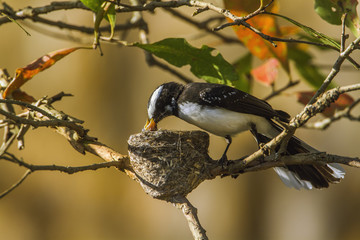 White-browed fantail flycatcher in Uda walawe national park, Sri