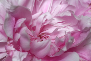 Abstract pink peony flower close up view, macro background in soft colors