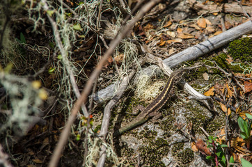 Lizard in National Park Nahuelbuta, South of Chile.
