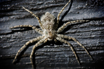 Spider