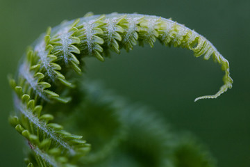 Fern
