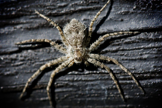 Spider