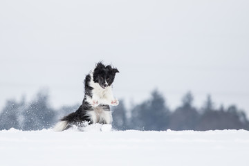 Border Collie Hund beim Spaziergang im Schnee