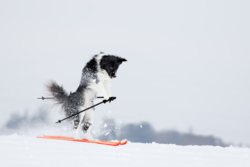 Border Collie Hund f&auml;hrt Ski