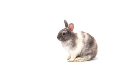 Cute baby rabbit on white background