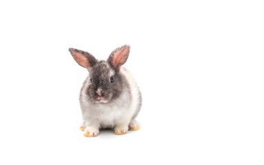 Cute baby rabbit on white background