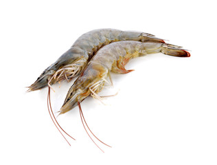 fresh shrimp/prawn on white background