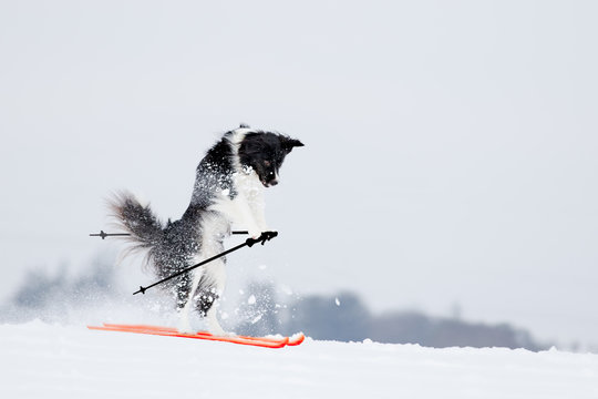 Fotka Collie Hund fährt Ski“ ze Stock | Adobe Stock