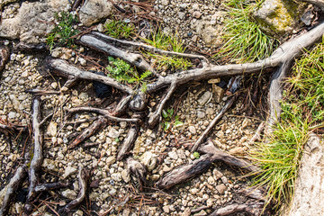 Close up of the old big stump.