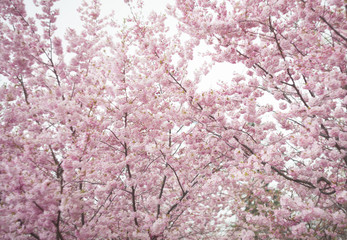 Obraz premium Cherry Blossoms in spring