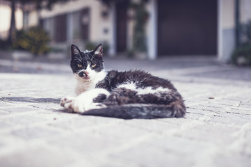 Chat noir et blanc dans la rue