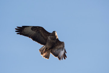 Common Buzzard, Buteo buteo