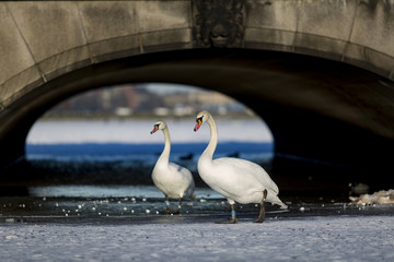 Swans