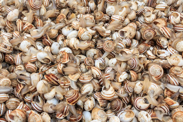 Edible snails on marketplace