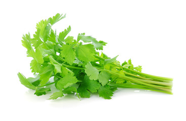 fresh celery leaf isolated on white background