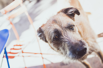 Chien triste