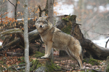 Grey wolf