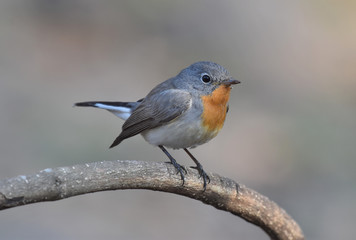 Red Breasted Flycatcher