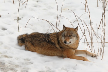 Grey wolf