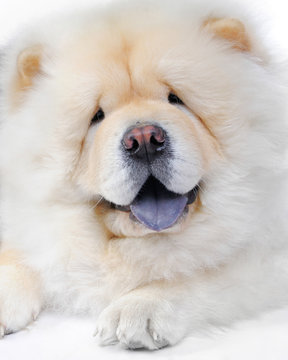 3,848 BEST Chowchow IMAGES, STOCK PHOTOS & VECTORS | Adobe Stock