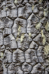 Closeup of Araucaria tree at National Park Nahuelbuta, South of Chile.