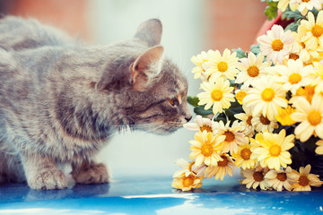 Kitten sniffing flowers in the garden