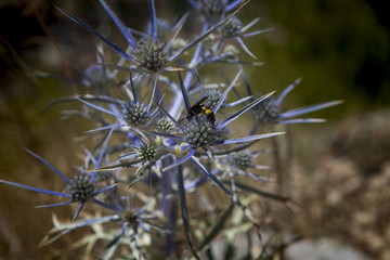 Plant and bee, Croatia