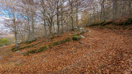 Beech tree forest in autumn