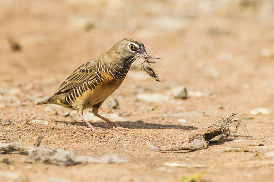 Male Quail Finch collecting nesting material 