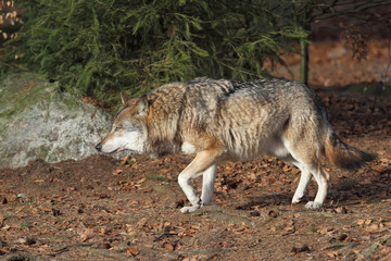 Grey wolf