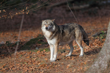 Grey wolf