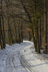 snow-covered road