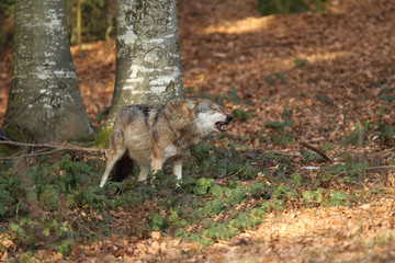 Obraz premium Grey wolf