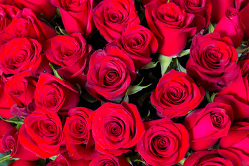 Plenty red natural roses seamless background