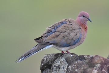 Dove