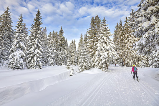 Winter landscape with cross-country skiing tracks, skier and snow covered trees.