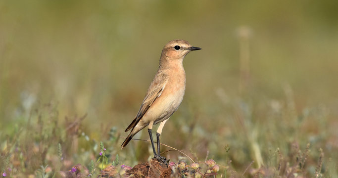 Isabelline Wheatear