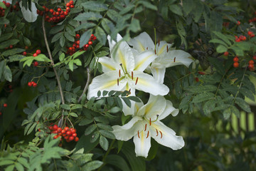 Fototapeta na wymiar Rowanberry branch and white lily
