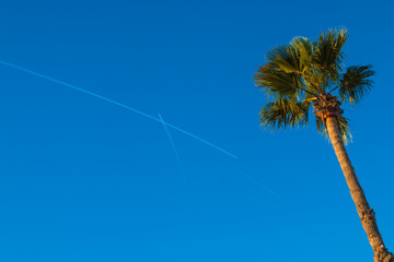 Barcelona, Spain - November 10, 2016: Summer nature scene. A palm tree with blue sky