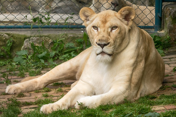 White Lion