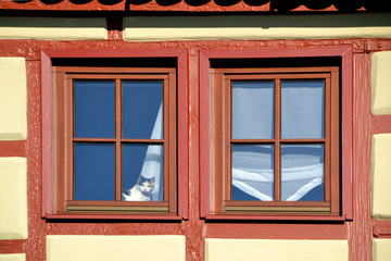 Fototapeta na wymiar Katze hinterm Fenster
