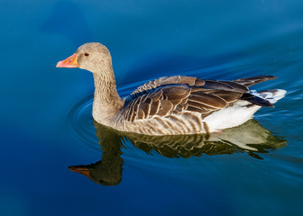 A goose swims in the blue water