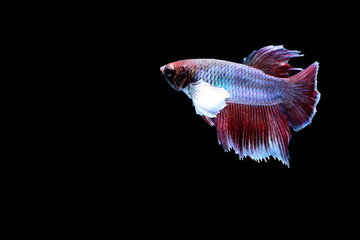 Siamese fighting fish