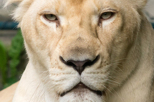 White Lion