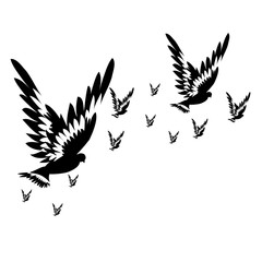 beautiful bird, pigeon