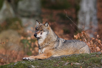 Grey wolf