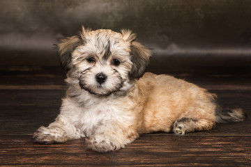 Naklejka na ściany i meble havanese puppy dog 