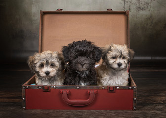 havanese puppy dog  © bina01